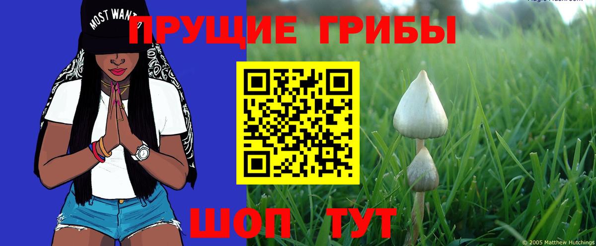 Галлюциногенные грибы Psilocybe  Псилоцибиновые грибы GOLDEN TEACHER  Чита  Вход с VPN 